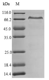 Greater than 85% as determined by SDS-PAGE.