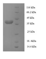 Greater than 90% as determined by SDS-PAGE.