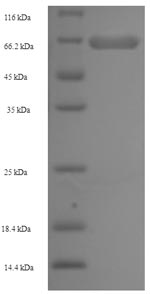 Greater than 90% as determined by SDS-PAGE.