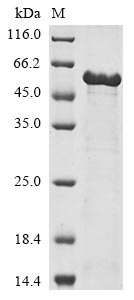 Greater than 85% as determined by SDS-PAGE.