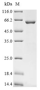 Greater than 90% as determined by SDS-PAGE.Recombinant Mouse Apoptosis Inhibitor 5 (API5) Protein (His&Myc)