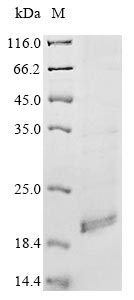 Greater than 85% as determined by SDS-PAGE.Recombinant Mouse Apelin Receptor (APLNR) Protein (His&Myc)