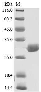 Greater than 85% as determined by SDS-PAGE.Recombinant Bovine Apolipoprotein A-I (APOA1) Protein (His)