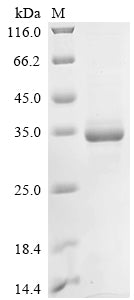 Greater than 85% as determined by SDS-PAGE.Recombinant Mouse Apolipoprotein A-I (APOA1) Protein (His&Myc)