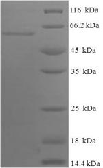 Greater than 90% as determined by SDS-PAGE.Recombinant Human Apolipoprotein A-Iv (APOA4) Protein (His-SUMO)