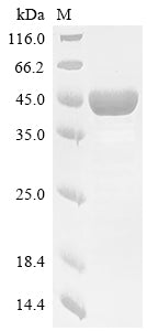 Greater than 85% as determined by SDS-PAGE.Recombinant Human Apolipoprotein A-V (APOA5) Protein (His-GST&Myc)