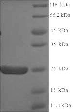 Greater than 90% as determined by SDS-PAGE.Recombinant Human Apolipoprotein C-Ii (APOC2) Protein (His-SUMO)