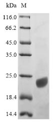 Greater than 90% as determined by SDS-PAGE.Recombinant Human Apolipoprotein C-Iii (APOC3) Protein (His-SUMO)