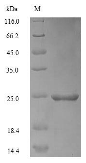 Greater than 90% as determined by SDS-PAGE.Recombinant Mouse Apolipoprotein C-Iii (APOC3) Protein (His-SUMO)