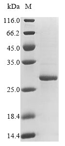 Greater than 85% as determined by SDS-PAGE.Recombinant Human Apolipoprotein C-Iv (APOC4) Protein (His-B2M)