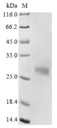 Greater than 85% as determined by SDS-PAGE.Recombinant Mouse Apolipoprotein D (APOD) Protein (His&Myc)