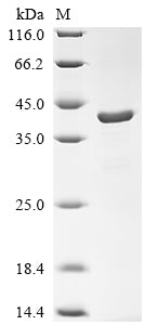 Greater than 90% as determined by SDS-PAGE.Recombinant Cynomolgus Monkey Apolipoprotein E (APOE) Protein (His&Myc)