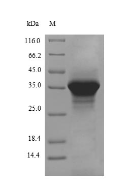 Greater than 90% as determined by SDS-PAGE.
