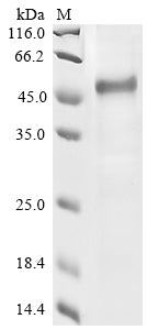 Greater than 85% as determined by SDS-PAGE.Recombinant Human Beta-2-Glycoprotein 1 (APOH) Protein (His-GST)