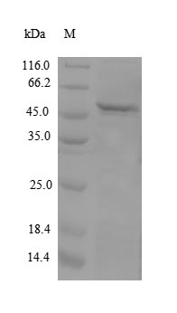 Greater than 90% as determined by SDS-PAGE.Recombinant Human Apolipoprotein M (APOM) Protein (His-GST)