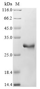 Greater than 90% as determined by SDS-PAGE.Recombinant Mouse Apolipoprotein M (APOM) Protein (His)