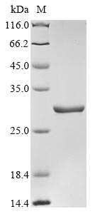 Greater than 90% as determined by SDS-PAGE.
