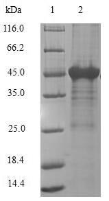 Greater than 90% as determined by SDS-PAGE.