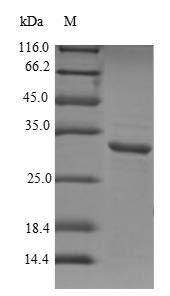 Greater than 90% as determined by SDS-PAGE.Recombinant Human Aquaporin-1 (AQP1) Protein (GST)