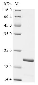 Greater than 90% as determined by SDS-PAGE.Recombinant Human Aquaporin-5 (AQP5) Protein (His-KSI)