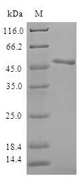 Greater than 90% as determined by SDS-PAGE.