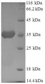 Greater than 90% as determined by SDS-PAGE.