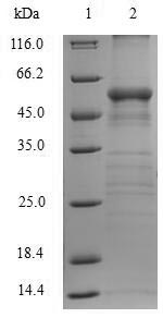 Greater than 90% as determined by SDS-PAGE.Recombinant Human Arginase-1 (ARG1) Protein (GST)