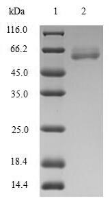 Greater than 90% as determined by SDS-PAGE.