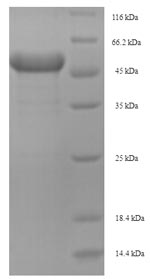 Greater than 90% as determined by SDS-PAGE.Recombinant Mouse Arginase-2, Mitochondrial (ARG2) Protein (His-SUMO)