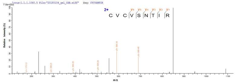 Based on the SEQUEST from database of E.coli host and target protein, the LC-MS/MS Analysis result of this product could indicate that this peptide derived from E.coli-expressed Homo sapiens (Human) ARID1A.Recombinant Human At-Rich Interactive Domain-Containing Protein 1A (ARID1A) Protein (His&Myc)
