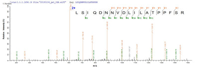 Based on the SEQUEST from database of E.coli host and target protein, the LC-MS/MS Analysis result of this product could indicate that this peptide derived from E.coli-expressed Homo sapiens (Human) ARID1A.Recombinant Human At-Rich Interactive Domain-Containing Protein 1A (ARID1A) Protein (His&Myc)