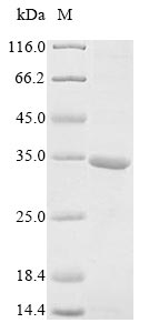 Greater than 85% as determined by SDS-PAGE.Recombinant Human At-Rich Interactive Domain-Containing Protein 1A (ARID1A) Protein (His&Myc)