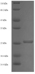 Greater than 90% as determined by SDS-PAGE.