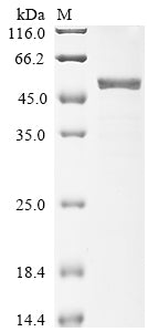 Greater than 90% as determined by SDS-PAGE.Recombinant Bovine Beta-Arrestin-2 (ARRB2) Protein (His-GST)