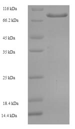 Greater than 90% as determined by SDS-PAGE.