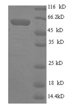 Greater than 90% as determined by SDS-PAGE.