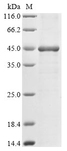 Greater than 85% as determined by SDS-PAGE.Recombinant Human Artemin (ARTN) Protein (His-GST&Myc)