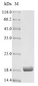 Greater than 85% as determined by SDS-PAGE.