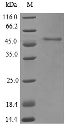 Greater than 85% as determined by SDS-PAGE.Recombinant Pan Troglodytes Acid Ceramidase (ASAH1) Protein (His&Myc)