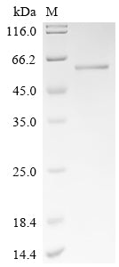 Greater than 90% as determined by SDS-PAGE.