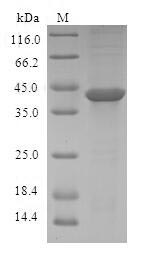 Greater than 90% as determined by SDS-PAGE.Recombinant Human Activating Signal Cointegrator 1 Complex Subunit 3 (ASCC3) Protein (GST)