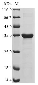 Greater than 85% as determined by SDS-PAGE.Recombinant Human Achaete-Scute Homolog 1 (ASCL1) Protein (His)