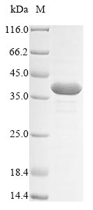Greater than 85% as determined by SDS-PAGE.Recombinant Mouse Achaete-Scute Homolog 2 (ASCL2) Protein (His&Myc)