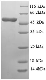 Greater than 90% as determined by SDS-PAGE.Recombinant Mouse Asialoglycoprotein Receptor 1 (ASGR1) Protein (GST)
