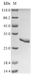 Greater than 90% as determined by SDS-PAGE.Recombinant Rat Asialoglycoprotein Receptor 1 (ASGR1) Protein (His)