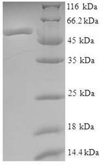 Greater than 90% as determined by SDS-PAGE.