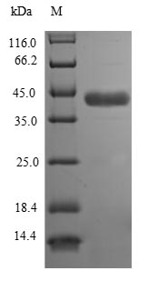 Greater than 85% as determined by SDS-PAGE.
