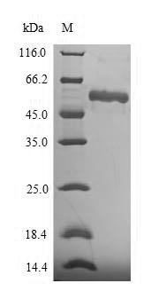 Greater than 90% as determined by SDS-PAGE.Recombinant Human Asporin (ASPN) Protein (His-SUMO)