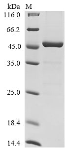 Greater than 85% as determined by SDS-PAGE.Recombinant Mouse Asporin (ASPN) Protein (His&Myc)