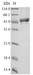 Greater than 85% as determined by SDS-PAGE.Recombinant Mouse Argininosuccinate Synthase (ASS1) Protein (His&Myc)